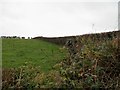 Stout hedge separating two parcels of pasture land on the west side of Derryboye Road