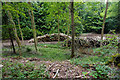 Piles of logs in Witcombe Wood