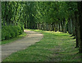 Tree lined path next to the Grand Union Canal