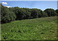 Field by Pudleylake Road