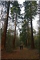 Giant Redwood trees in Henry