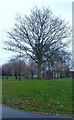 Tree and plaque, Swinton Grove Park