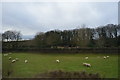SJ8936 : Sheep grazing between the canal and railway by N Chadwick