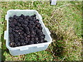 SO4084 : Blackberry crop on Wart Hill by Jeremy Bolwell