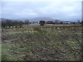 Rough sheep pasture, north-west of Penisa