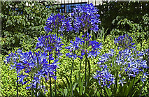 NT2473 : Agapanthus by Anthony O'Neil