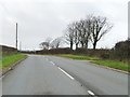 Trees alongside the Bethel Road [B4366]