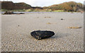 J4134 : Coal, Murlough Beach by Rossographer