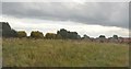 Grassland on the edge of Derby