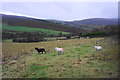 Sheep on a wet day