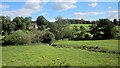 ST9227 : Trees along the Nadder by Derek Harper