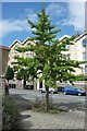 Ginkgo, Redland Road