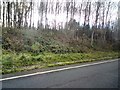 Trees by the A494