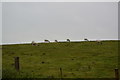 Sheep grazing by Sandling Rd