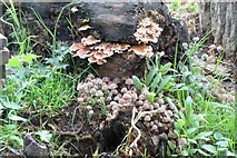 SP9314 : Fungi growing on rotting wood at College Lake by Chris Reynolds