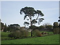 Scots pine trees at Great Brickhill