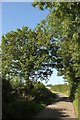 Lane near Honiton Cross