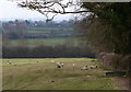 Sheep and farmland south of Catthorpe