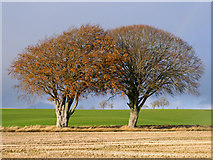 NH6553 : Twin trees within the farmland of the Black Isle by Julian Paren