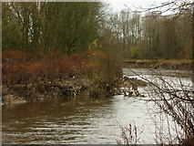 SD8201 : River Irwell, upriver by Carroll Pierce