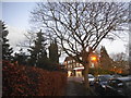 Tree on Northway, Hampstead Garden Suburb