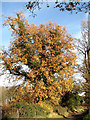 Oak tree in autumn colours