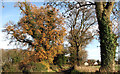 Autumn colours in Big Back Lane