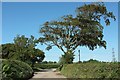 Lerwell Beech Tree Cross