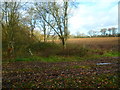 Footpath junction at edge of woodland strip