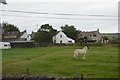 Horse, Windmill