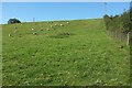 Sheep near Possession Cross