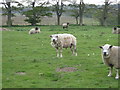 Sheep at South Healey Farm in Northumberland