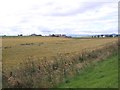 Barley, Lower Kincraig