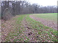 Field edge bridleway by Smale Hanger