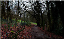SK0394 : Woodland in Manor Park by Chris Heaton