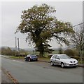 Oak at the edge of Maesyddinas, Caersws