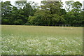 Meadow by Church Lane