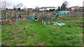 Allotments beside St Anne