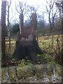 Tree stump throne at Dunearn House