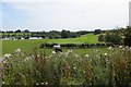 Fields beside the Kirk Loch, Lochmaben