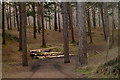 Path through woodland in the dunes north of Victoria Road, Freshfield