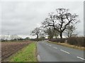 Trees along Moxby Lane