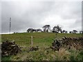 Looking towards Pontop Pike Farm from the Lane