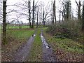 Woodland track going southwards from the Sussex Border Path(2)