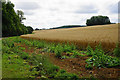 SP3927 : Wheat field near Tracey Farm by Bill Boaden