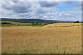 Barley, Cowshaw