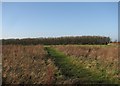 West Wratting: footpath to Balsham