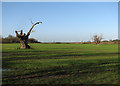 West Wratting: old trees and new turbines