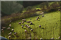 North Devon : Grassy Field & Sheep