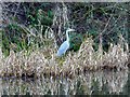 Grey heron by the Forth and Clyde Canal